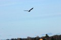 American Bald Eagles on Waiskai Bay